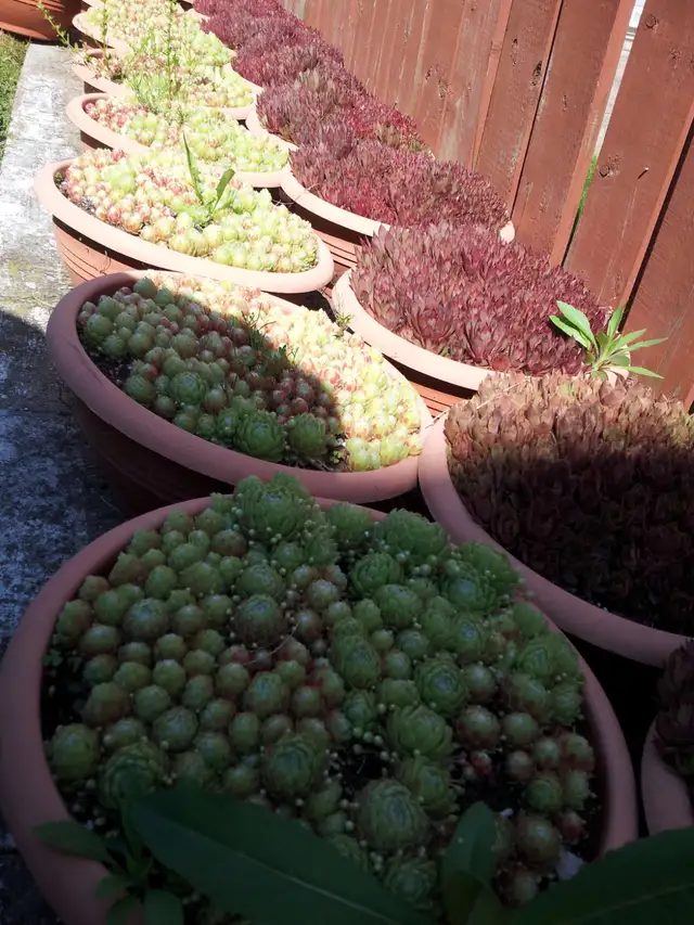 Succulents $3.50 - Photo 10