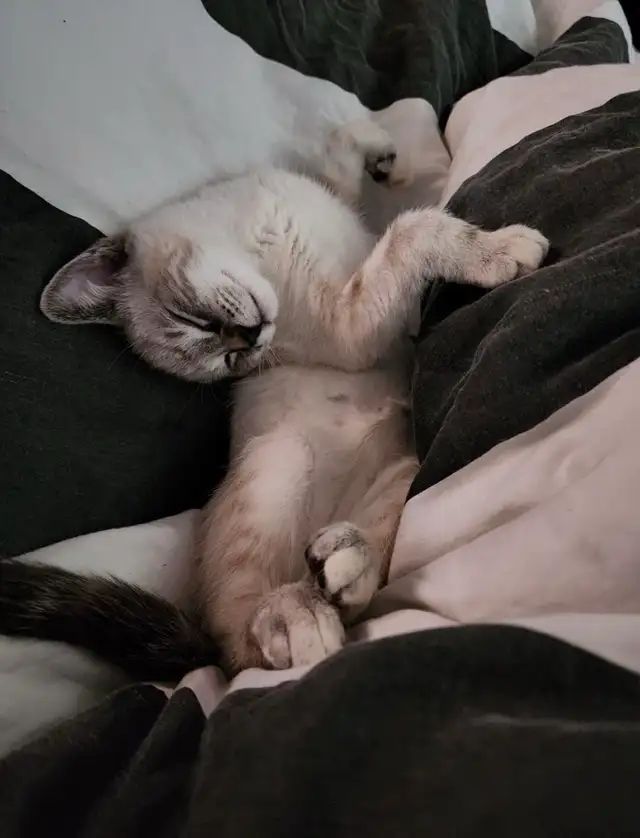 Siamese cat - Photo 2