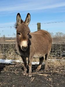 Free Donkey