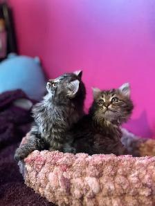 sibérien enregistré mâle femelle