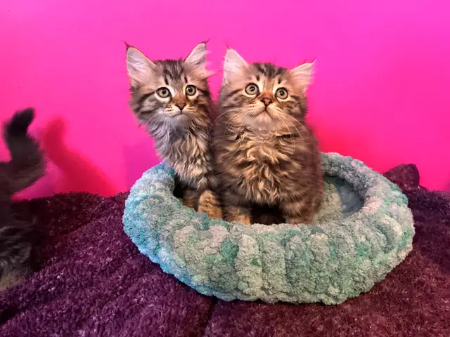 sibérien enregistré mâle femelle - Photo 2