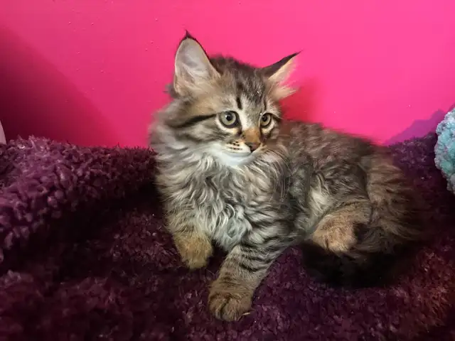 sibérien enregistré mâle femelle - Photo 4