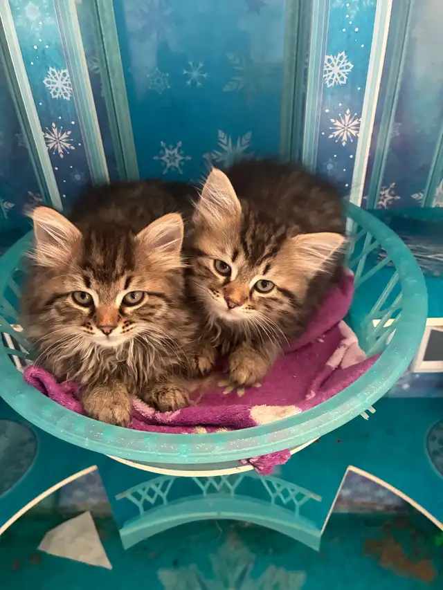 sibérien enregistré mâle femelle - Photo 7