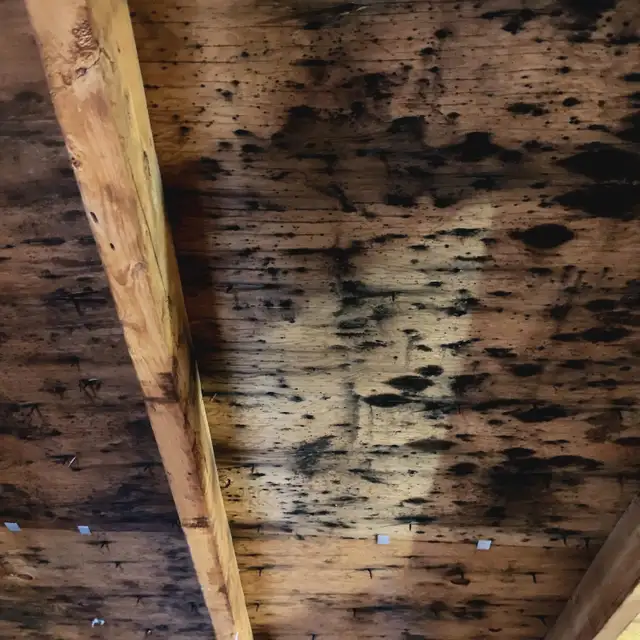 Moulds remediation - Photo 6