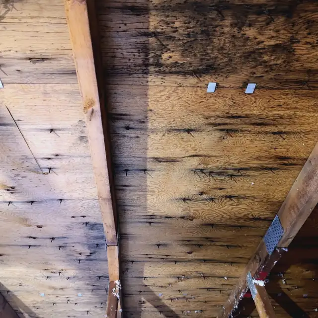 Moulds remediation - Photo 10