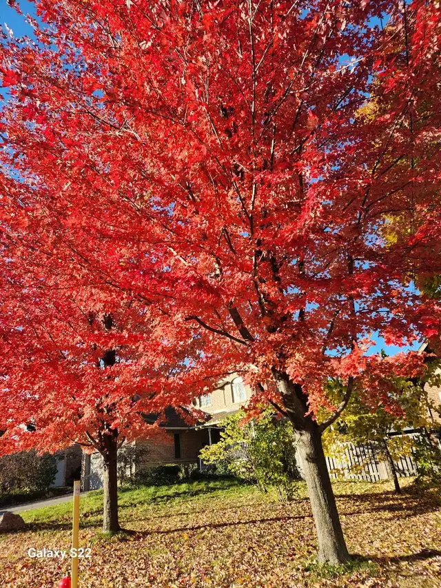 Cleaning Services for your YARD!