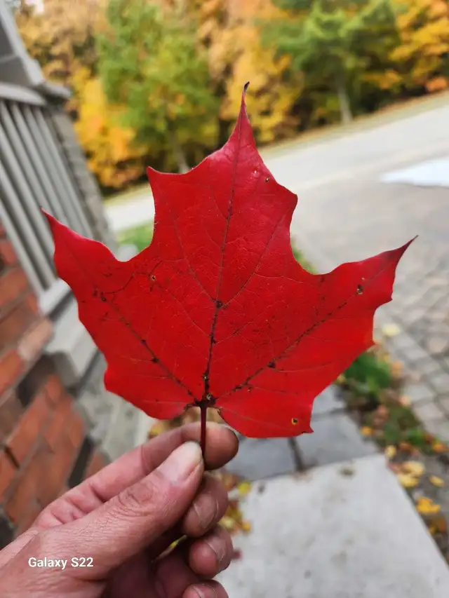 Cleaning Services for your YARD! - Photo 2