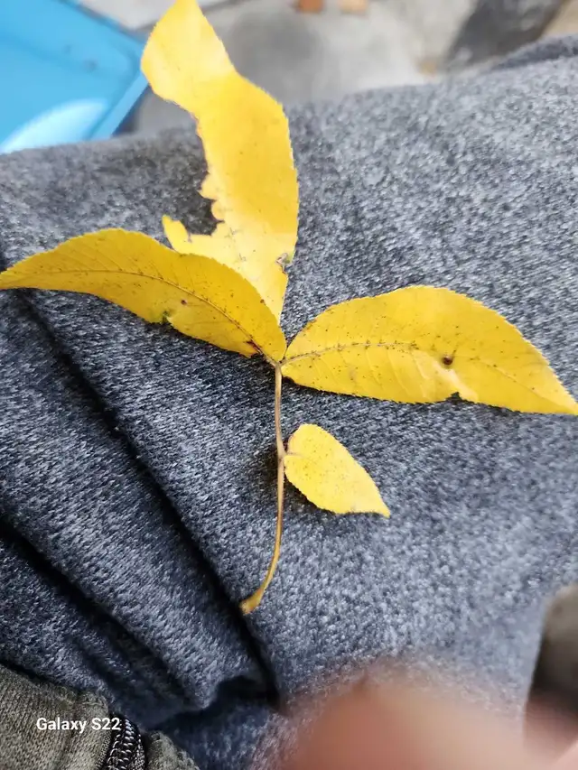 Cleaning Services for your YARD! - Photo 3