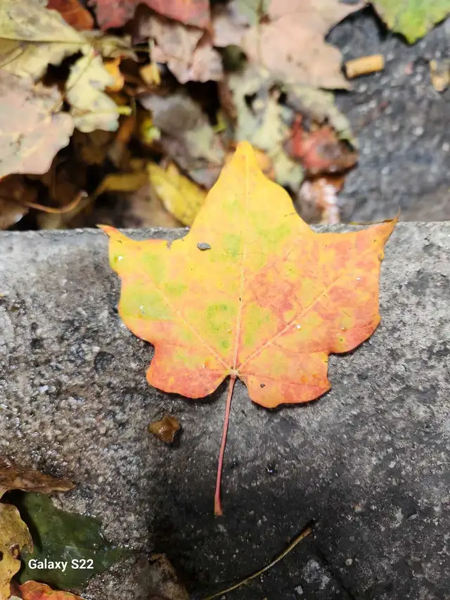 Cleaning Services for your YARD! - Photo 4