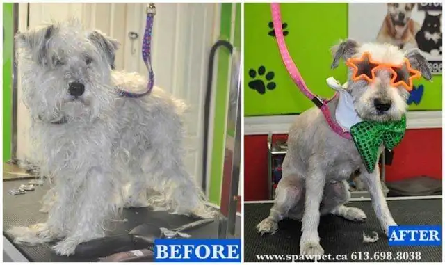 Certified dog and cat groomer - Photo 2