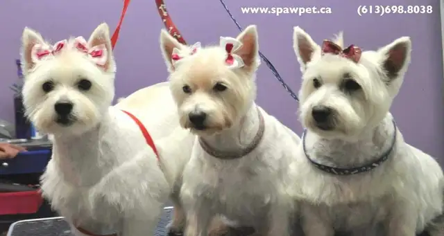 Certified dog and cat groomer - Photo 3