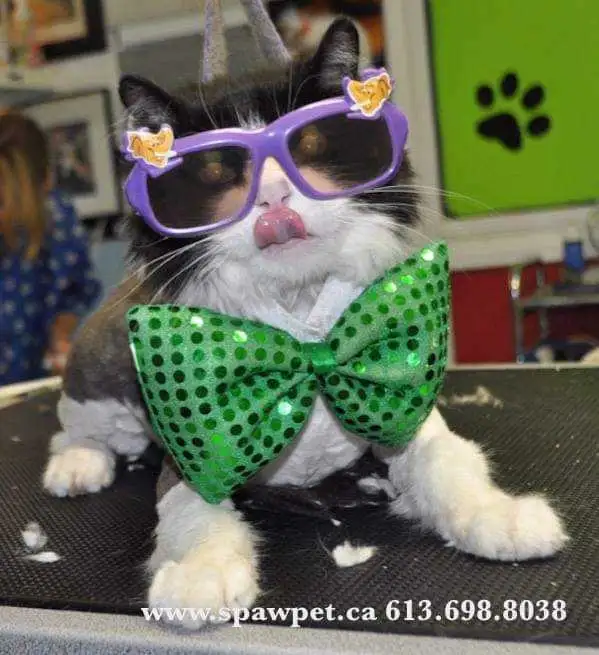 Certified dog and cat groomer - Photo 4