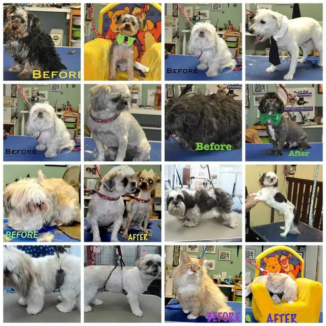 Certified dog and cat groomer - Photo 6