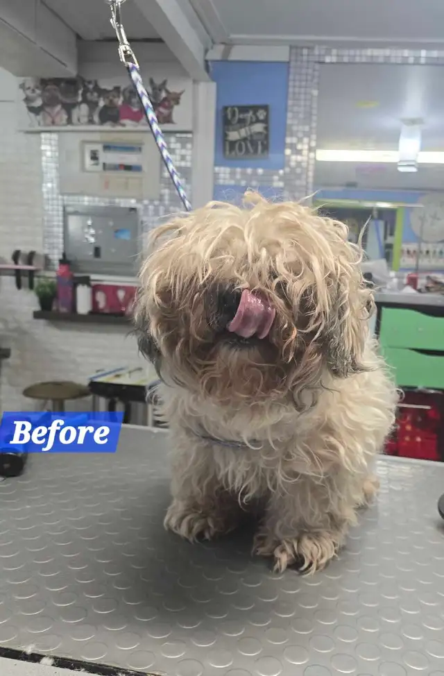 Certified dog and cat groomer - Photo 7