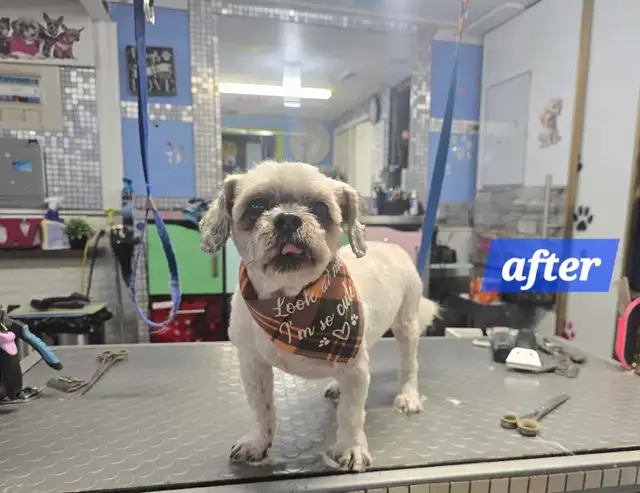 Certified dog and cat groomer - Photo 8