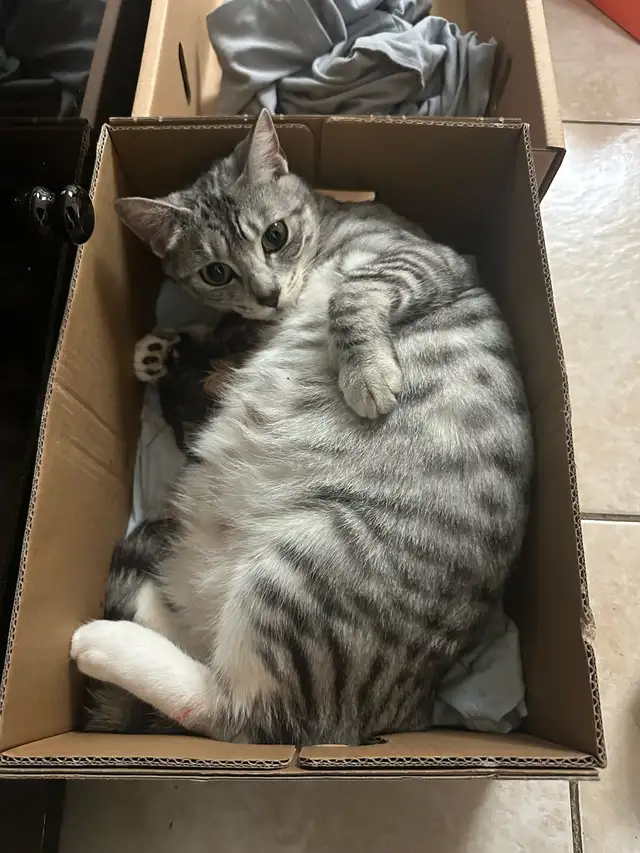 Tabby kittens and mother