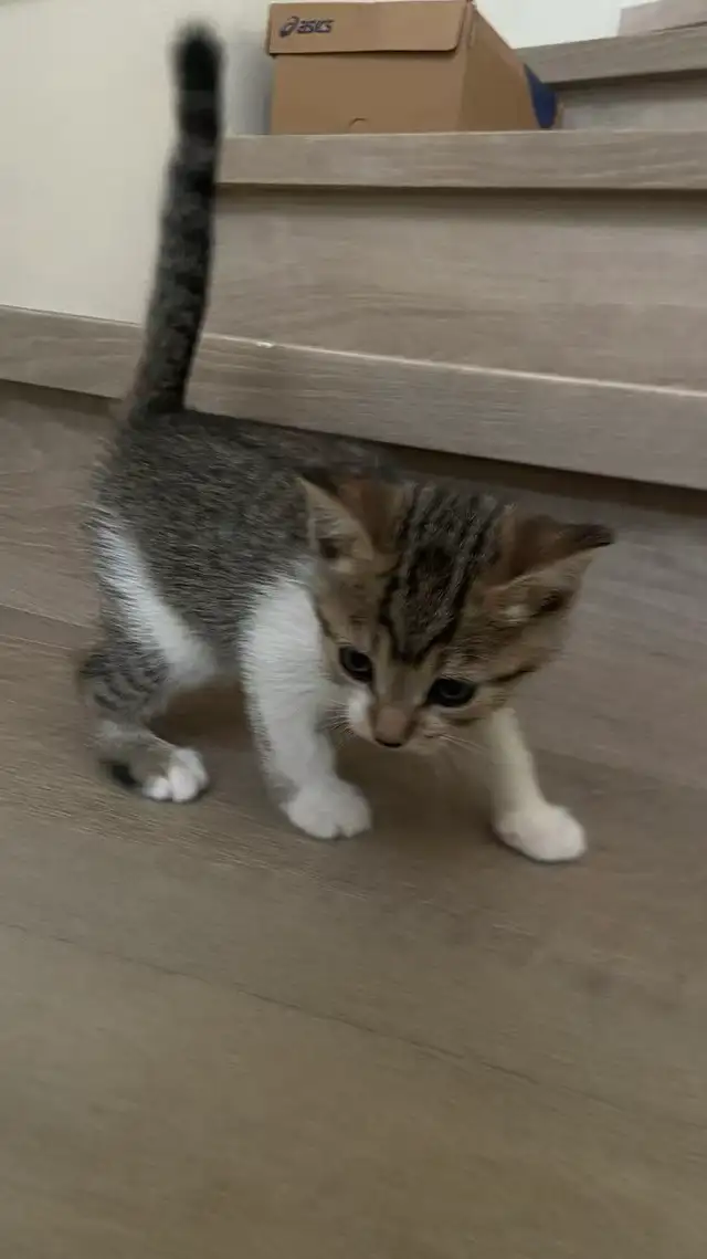 Tabby kittens and mother - Photo 2