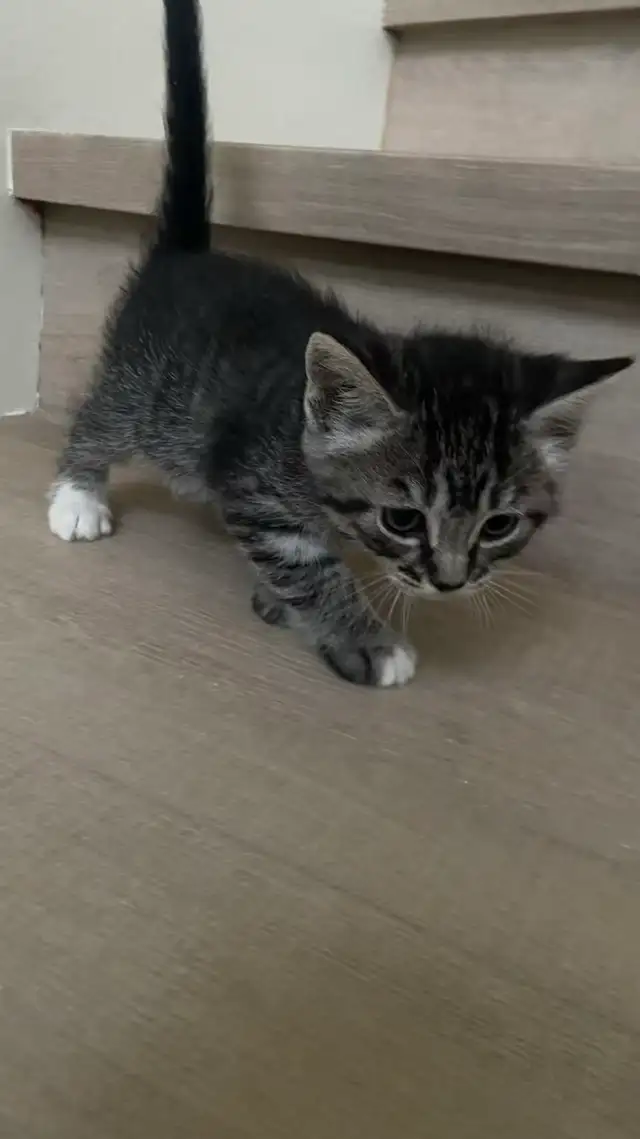 Tabby kittens and mother - Photo 3