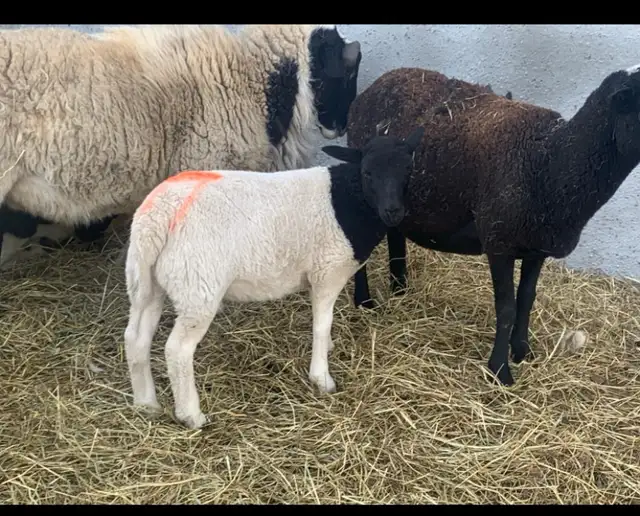 lambs for sale - Photo 2