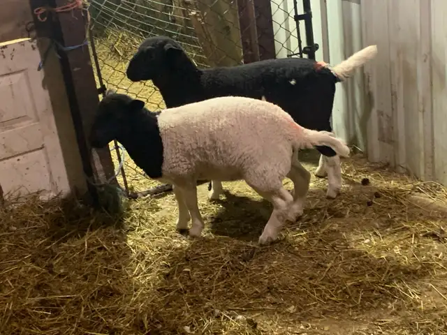 lambs for sale - Photo 3