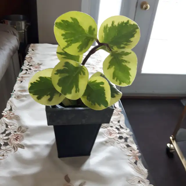 7PLANTES MAISON VERTES BLANCHES PREMIÈRE À FLEURS MAUVES$10.00CH - Photo 2