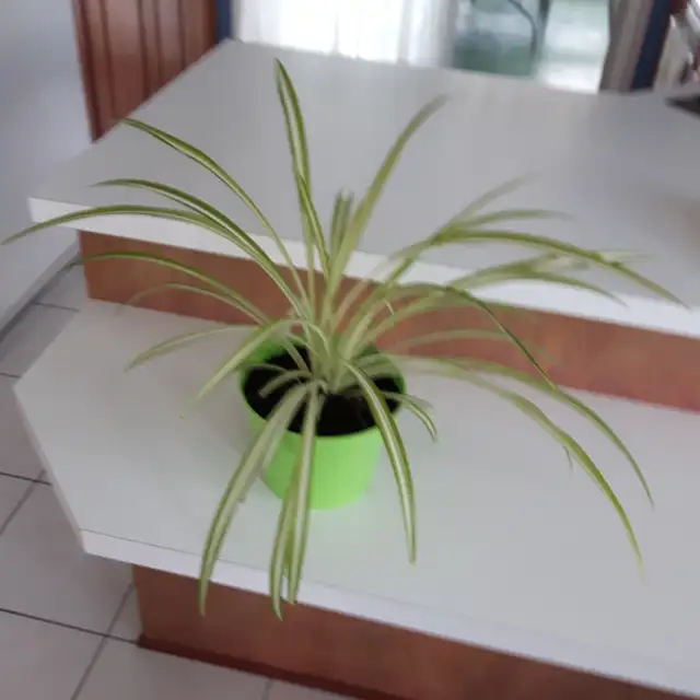 7PLANTES MAISON VERTES BLANCHES PREMIÈRE À FLEURS MAUVES$10.00CH - Photo 3