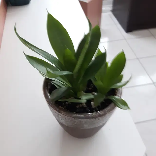 7PLANTES MAISON VERTES BLANCHES PREMIÈRE À FLEURS MAUVES$10.00CH - Photo 4