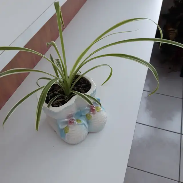 7PLANTES MAISON VERTES BLANCHES PREMIÈRE À FLEURS MAUVES$10.00CH - Photo 5