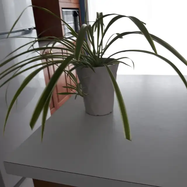 7PLANTES MAISON VERTES BLANCHES PREMIÈRE À FLEURS MAUVES$10.00CH - Photo 6