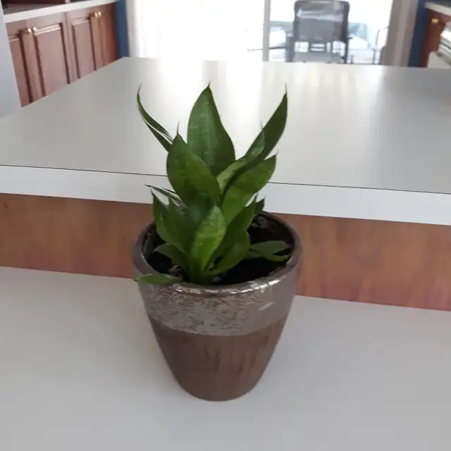 7PLANTES MAISON VERTES BLANCHES PREMIÈRE À FLEURS MAUVES$10.00CH - Photo 7