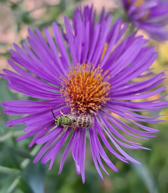Garden Bed Weeding/Cleaning