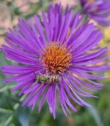 Garden Bed Weeding/Cleaning