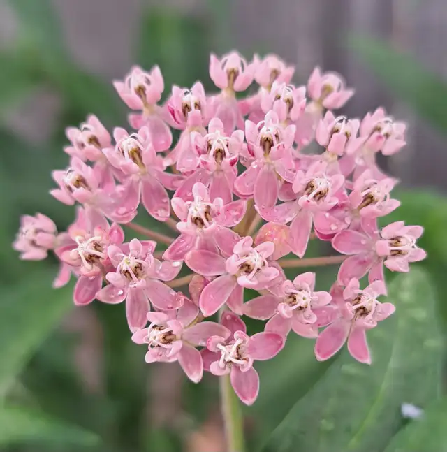 Garden Bed Weeding/Cleaning - Photo 2