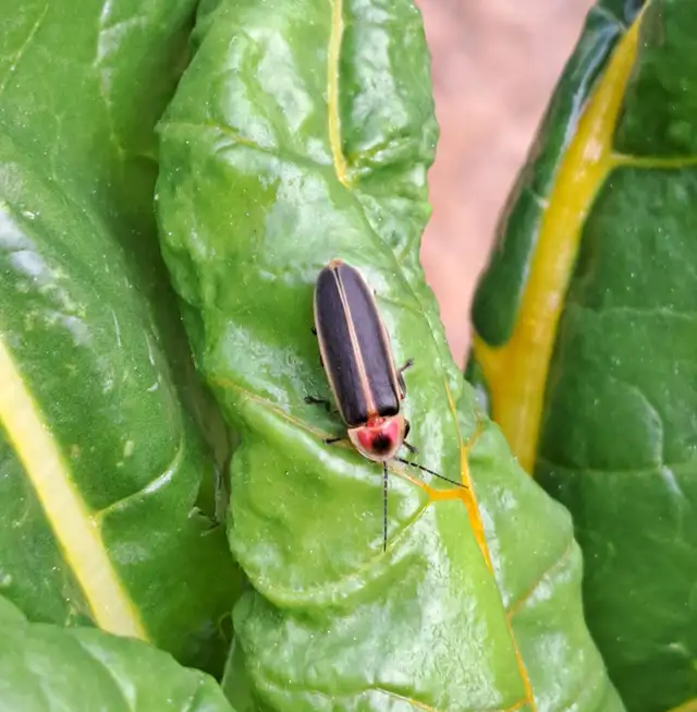 Garden Bed Weeding/Cleaning - Photo 3