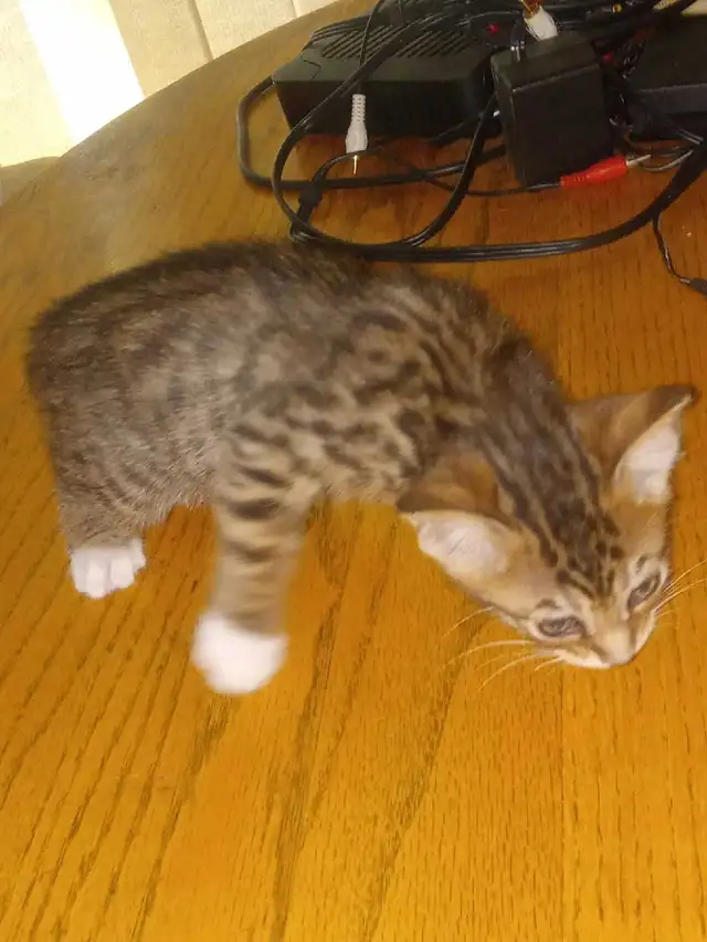 Kittens to Rehome - Photo 5