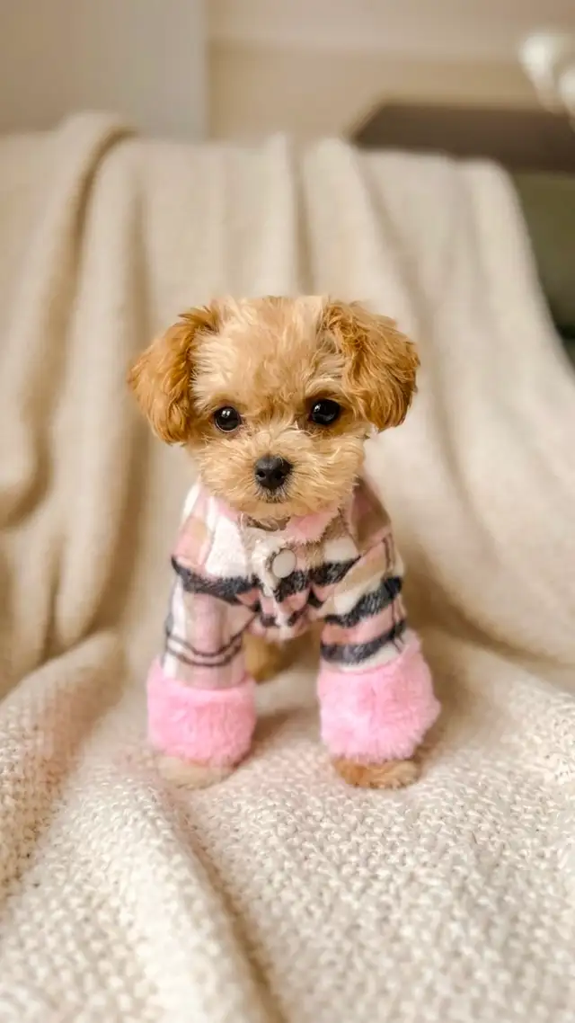 Maltipoo puppy TINY TOY 4-5LBS MAX