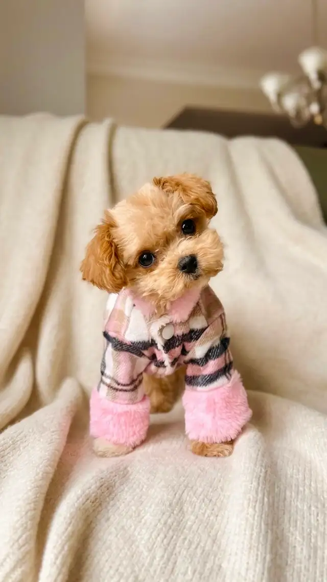 Maltipoo puppy TINY TOY 4-5LBS MAX - Photo 2
