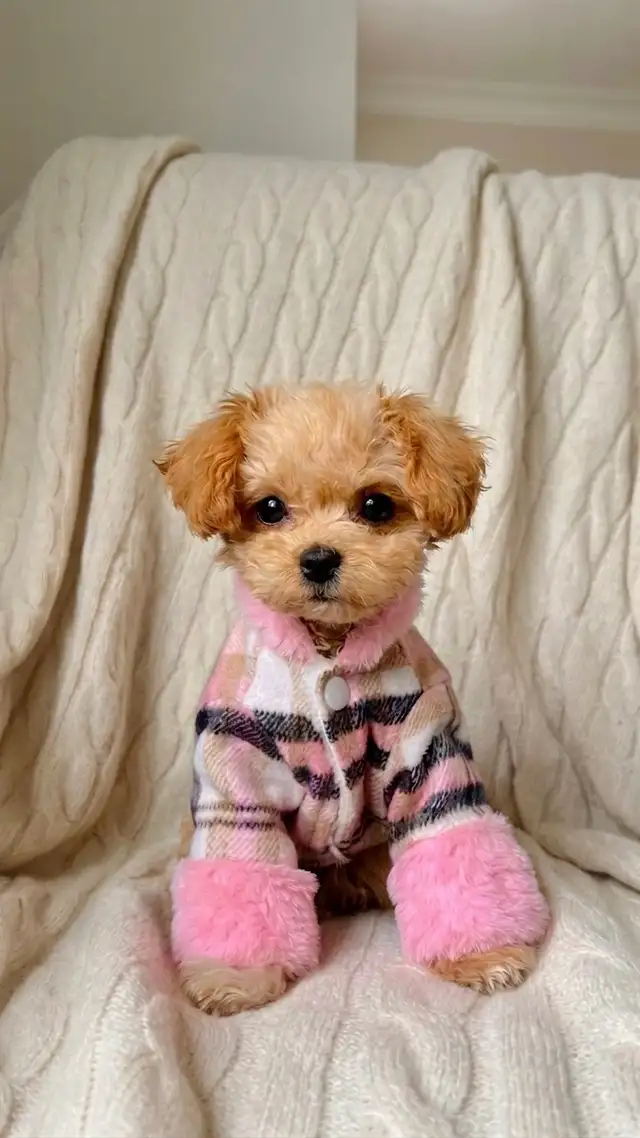 Maltipoo puppy TINY TOY 4-5LBS MAX - Photo 3