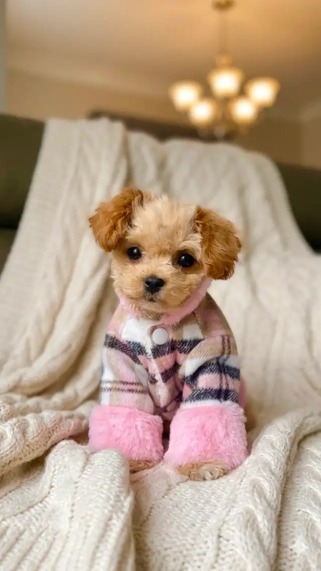 Maltipoo puppy TINY TOY 4-5LBS MAX - Photo 4