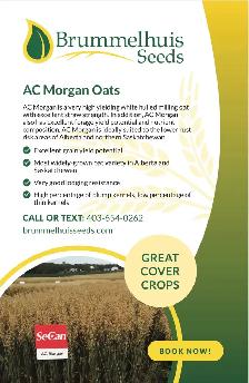 AAC Morgan oat seed