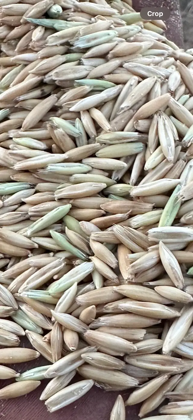 AAC Morgan oat seed - Photo 2