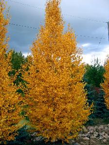 Labourer  Wanted for Cash