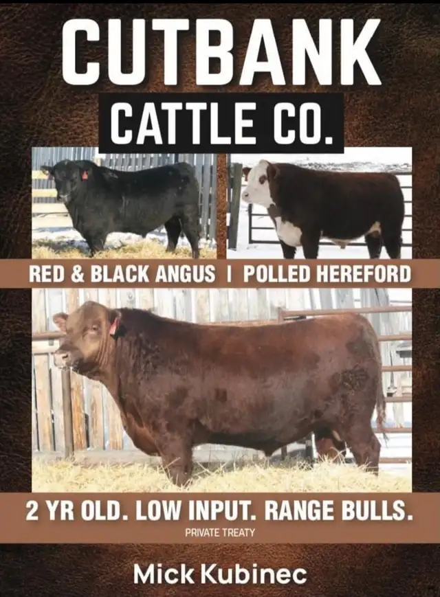 Purebred Angus and Hereford Bulls