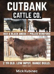 Purebred Angus and Hereford Bulls