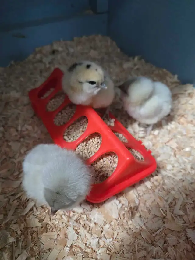 Baby Chicks - Photo 2
