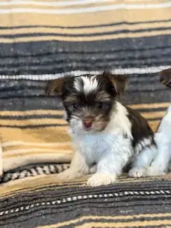 Yorkshire- Terrier - Photo 2