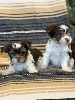 Yorkshire- Terrier - Photo 3