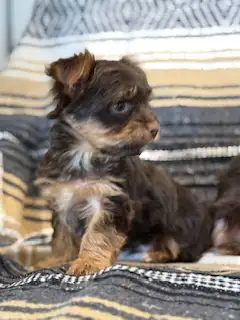 Yorkshire- Terrier - Photo 4