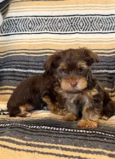 Yorkshire- Terrier - Photo 5