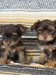 Yorkshire- Terrier - Photo 6